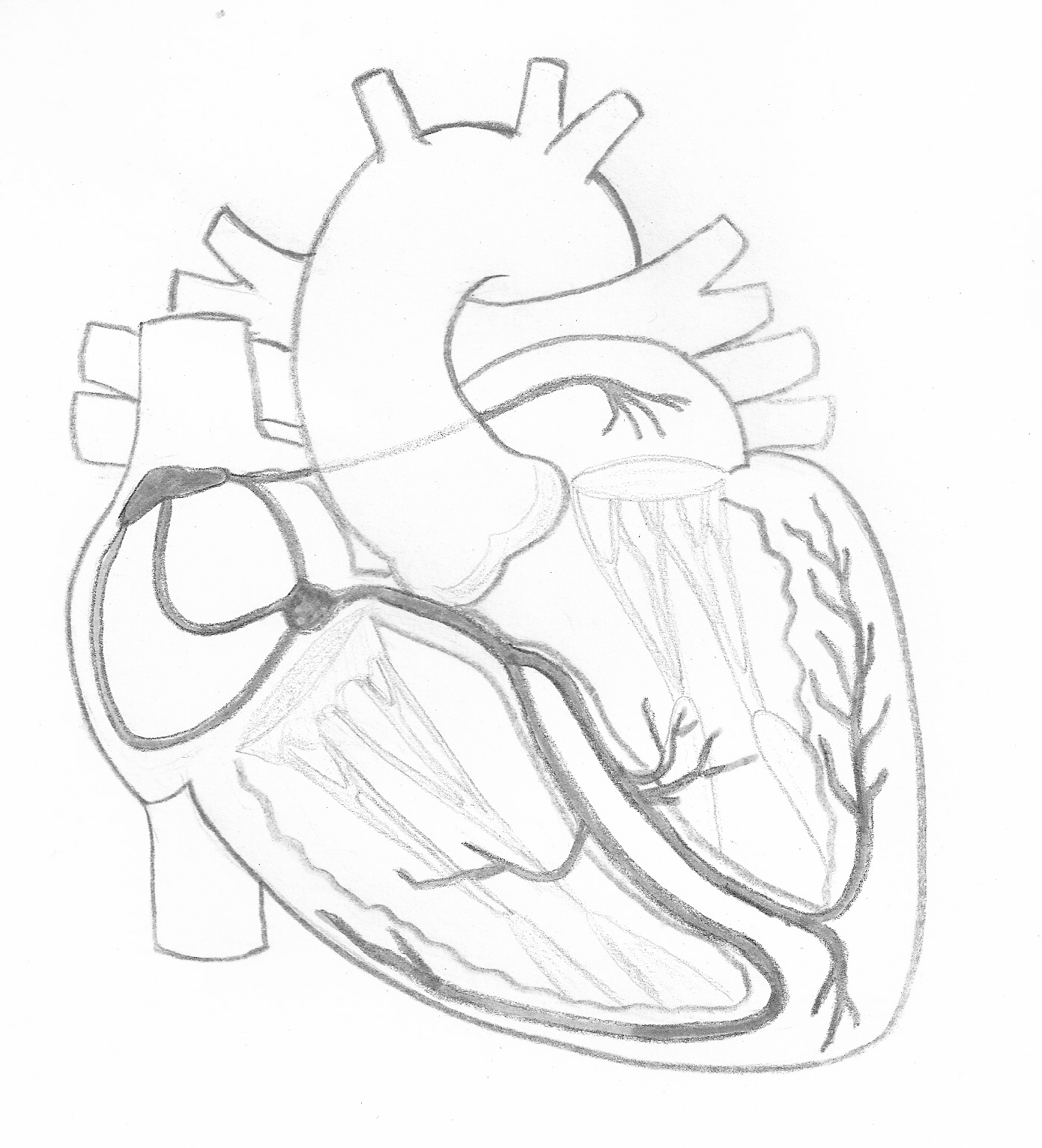  - Conduction system greyscale